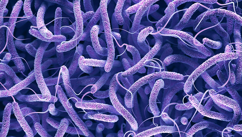 Vibrio cholerae